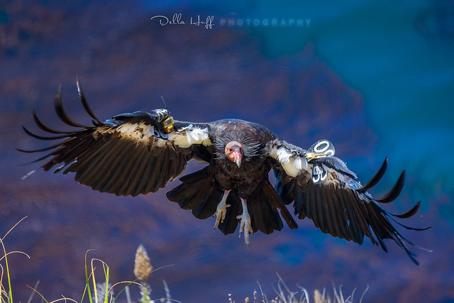 Flight of the California Condor