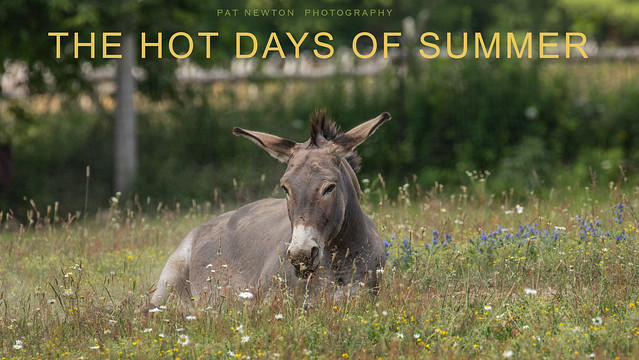 THE HOT DAYS OF SUMMER JULY 2022
