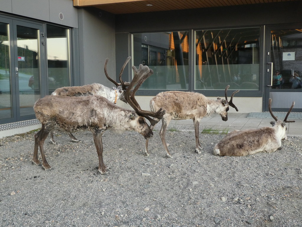 Reindeer resting outside Hotel Levi Panorama