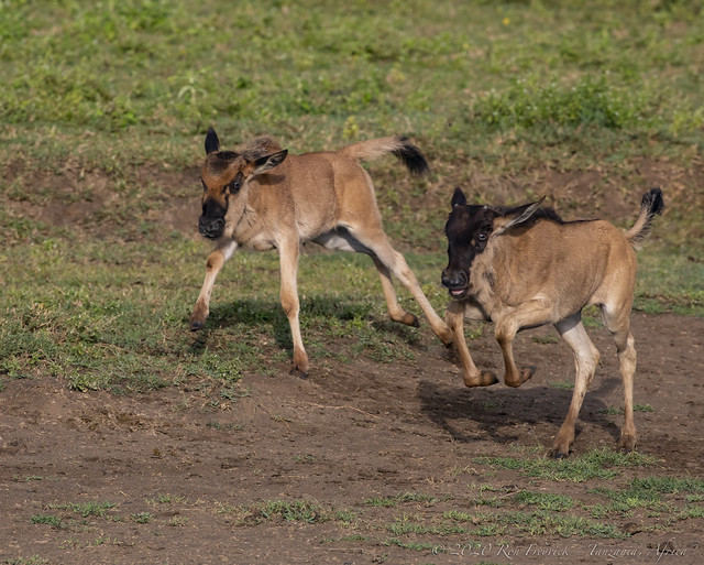 Race you!! - Two young Blue Wildebeest (Connochaetes taurinus), unknowingly training for the times they will need to flee from predators. Explored-07/12/22