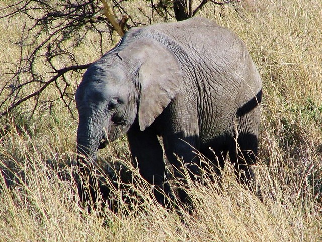 Elephant Calf (Loxodonta africana) In Serengeti National Park