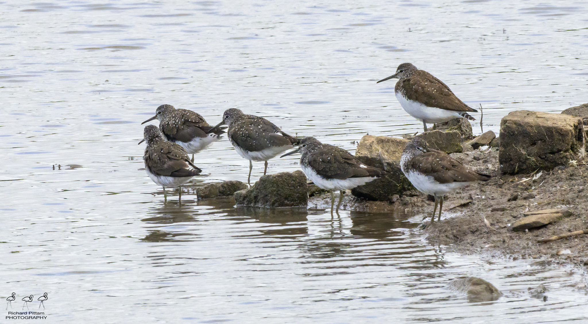 Green Sandpipers - a record shot of the six together