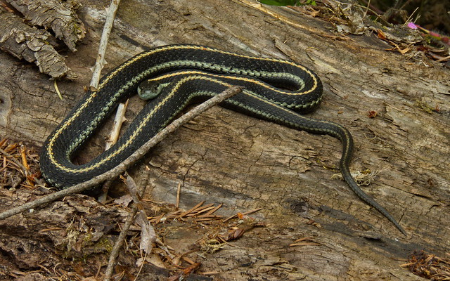 Puget Sound Garter Snake