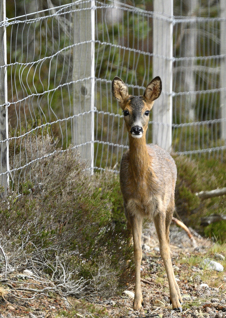 Young Deer, probably a Roe, Scotland 1