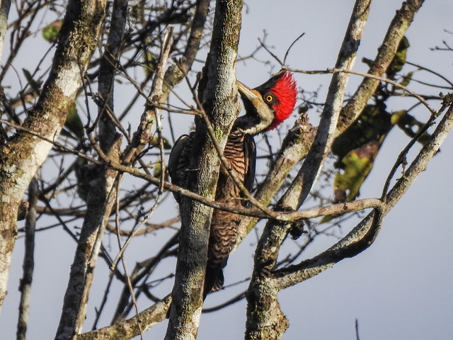 Tropical Woodpecker