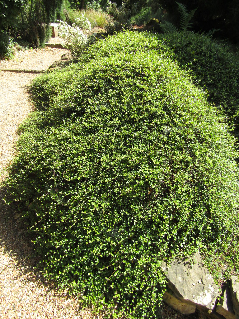 muehlenbeckia-complexa-wire-vine-day-four-of-a-few-days-flickr