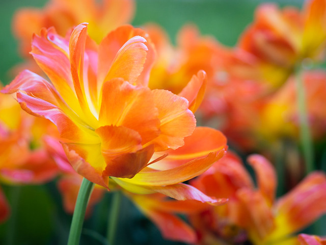 The flower (Tulip)
