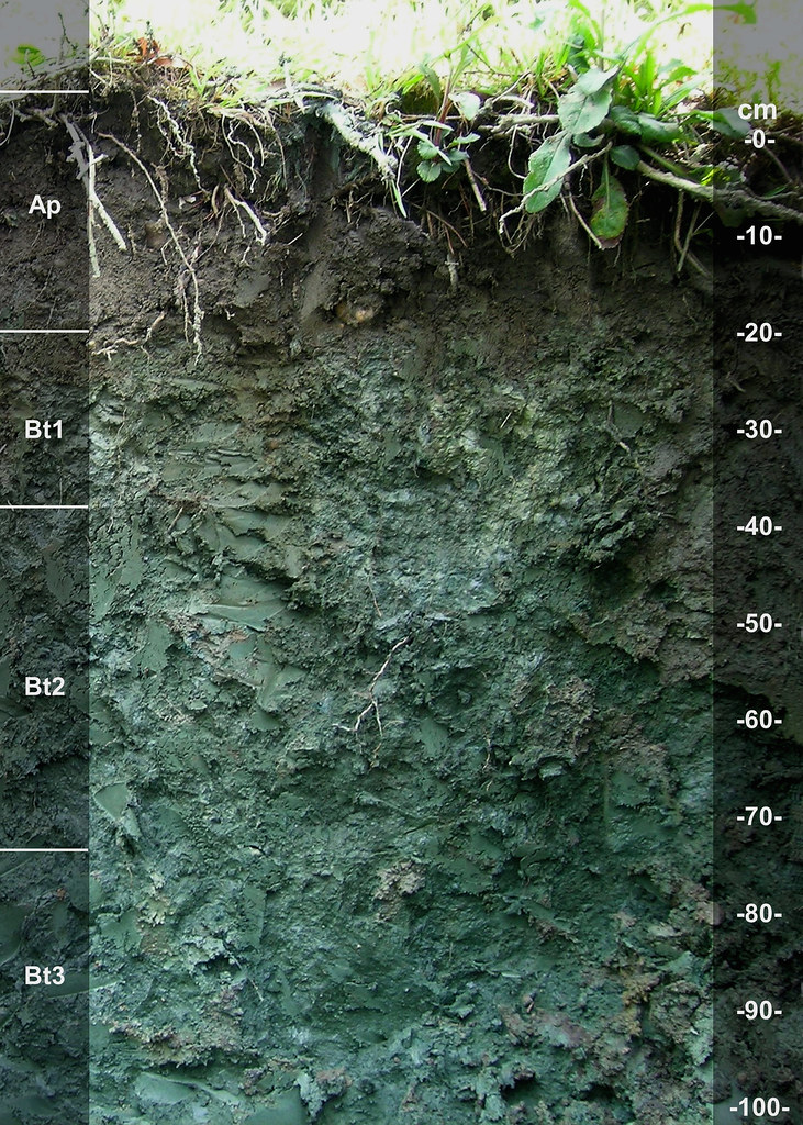 Marlton soil series