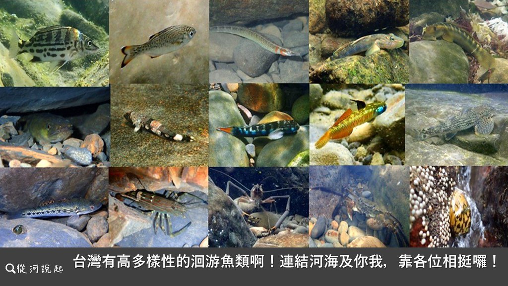 台灣有高多樣性的洄游魚類