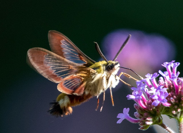 Broad-bordered Bee Hawk-moth - Hummelschwärmer (Hemaris fuciformis) - explored 12.07.2022 (#18)