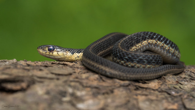 DSC05728 Couleuvre rayée / Garter snake