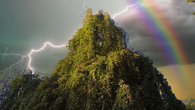 1 (95)...austria ...tree...thunderstorm...rainbow