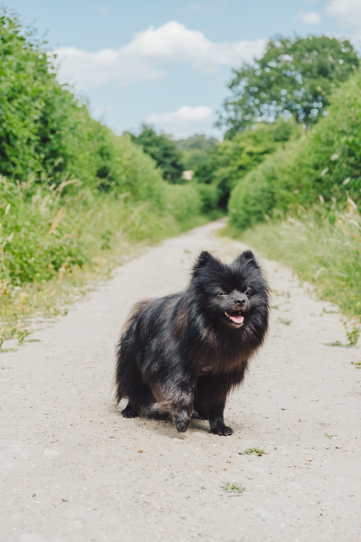 Sustainable Plant-Based Dog Food Brands