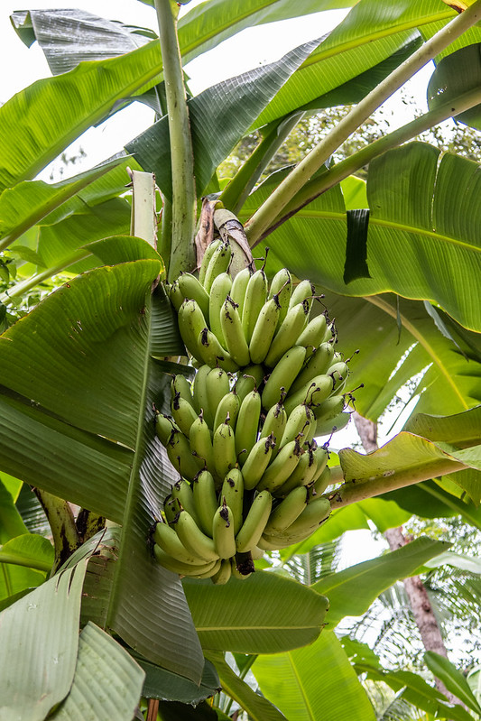 Musa sp. Musaceae - banana, กล้วย 3