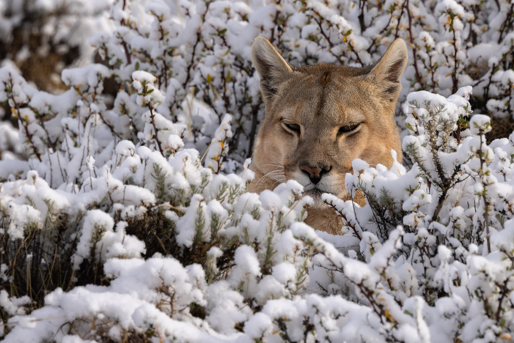 Puma Portrait in Snow