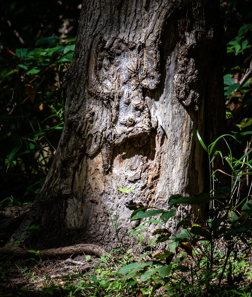 Cox Mountain Trail