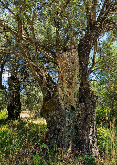 Olive Tree (Olive Grove - The Lefkada Countryside - Greece) (OM-1 & Olympus 8-25mm F4 Pro Zoom Lens)
