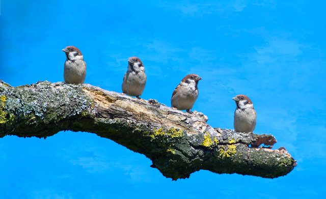 ~ The Tree Sparrows ~