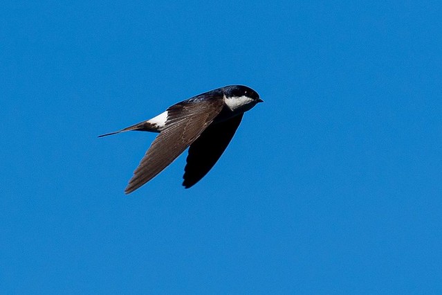 The trouble with House Martins is they don’t hang around to have their picture taken 😊