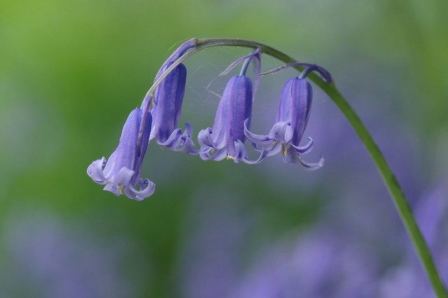 Bluebell - Hyacinthoides non-scripta (Liliaceae)