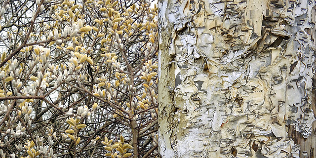 Abstract diptych of yellow pollen-covered catkins combined with torn posters stapled onto a telephone pole (36 x 18)
