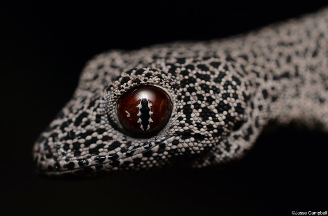 Golden-tailed Gecko (Strophrurus taenicauda taenicauda).