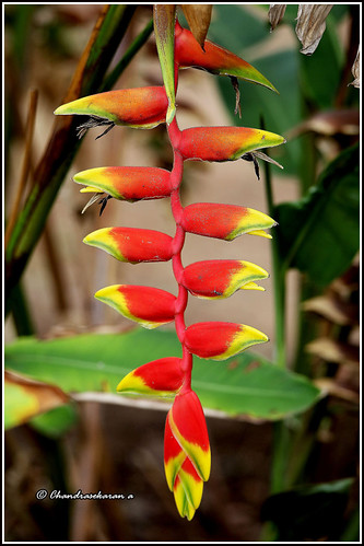 11729 - heliconia | by chandrasekaran a 100 lakhs views . Thanks to all.