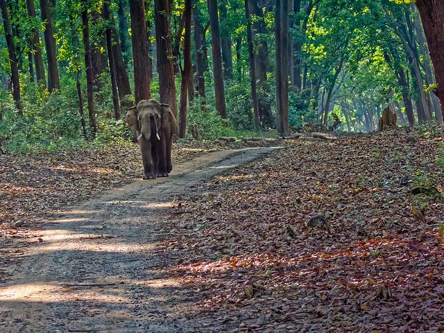 Asian Elephant warning us to stay at a distance. 25 May, 2022 JimCorbett National Park, Ramnagar, Uttarakhand  EM1 mk3 100-400IS 1/1600, f5, ISO6400