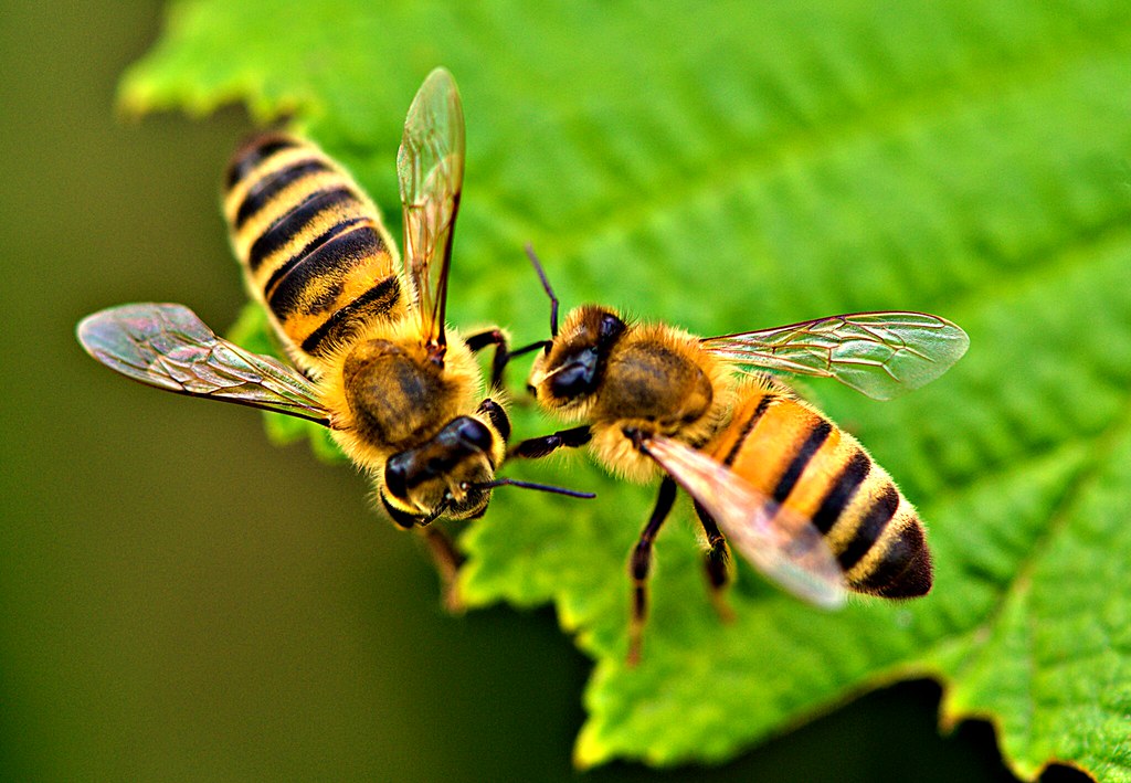 2 beea - Copy - Copy - Copy - Copy | Mitchell McMinn | Flickr