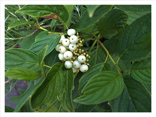White berries.