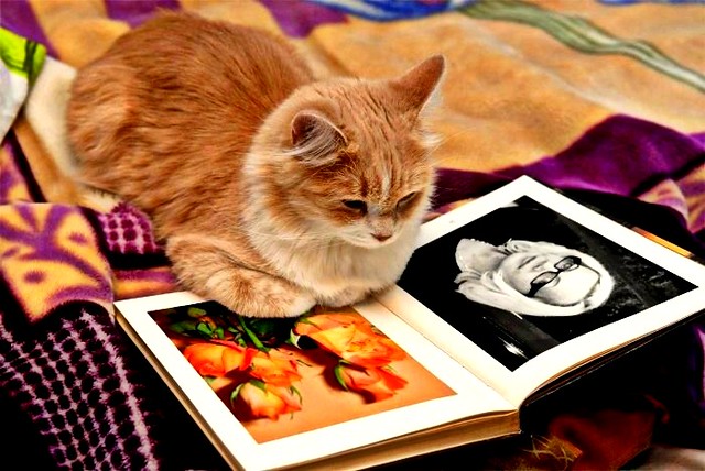photo album and cat