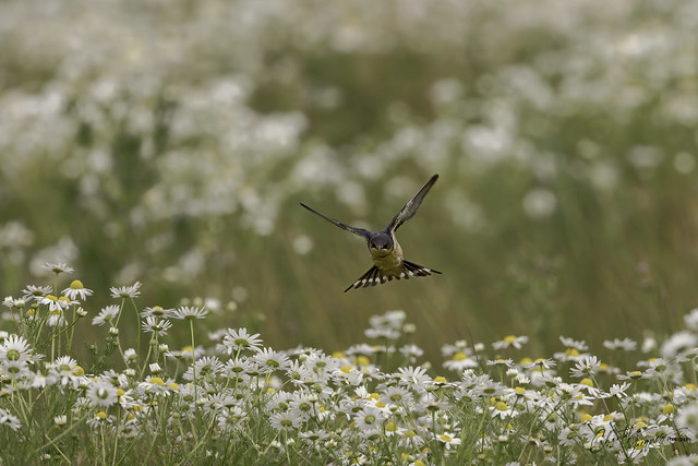 Barn Swallow Flying Solo - Birdscape Style