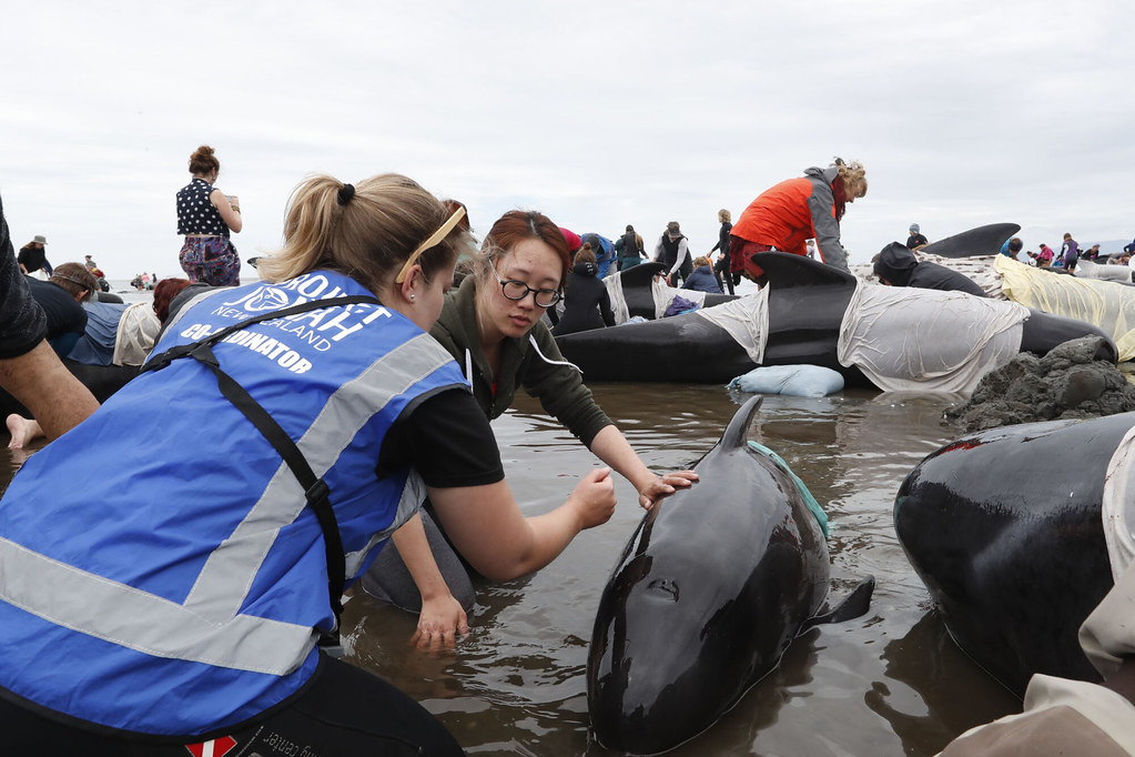 2021年，數百名志願者前往新西蘭的送別角（Farewell Spit），援助營救大批擱淺的巨頭鯨。一個由訓練有素的專業團隊組成的救援網絡，隨時準備應對擱淺事件，將有助於提高鯨魚救援工作的成功率。圖片來源： Project Jonah New Zealand