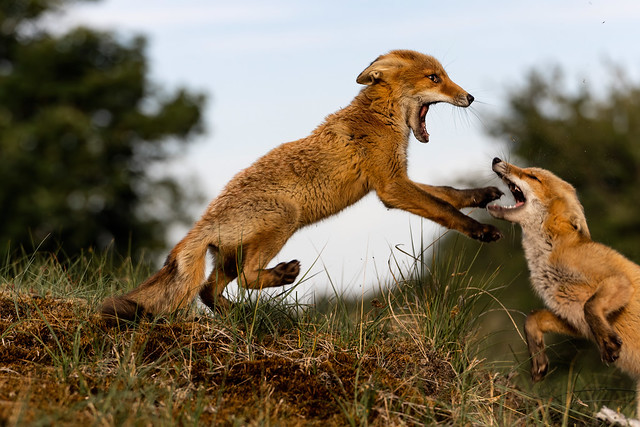 Young foxes measure their strengths (Vulpes vulpes)