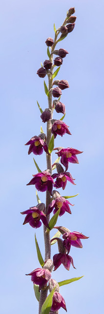 Dark-red Helleborine Orchid