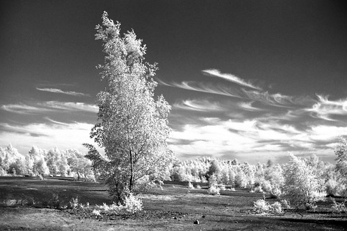 Trees 6 | by Grav2017