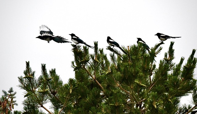 Corvid Airlines:  Queued Up for Take-Off