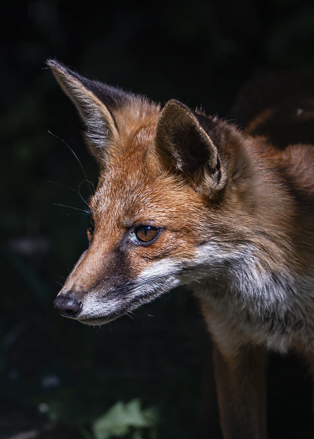 Red Fox ( Vulpes vulpes ) Cub