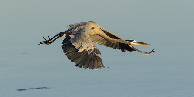 Great Blue Heron_20A4628
