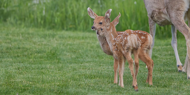 Sibling love a bond between twins - White Tail Deer Fawns