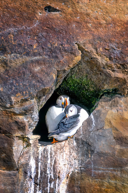 Atlantic Puffin couple nesting in a nook on a large rock on Bird Island off Cape Breton, Nova Scotia, Canada