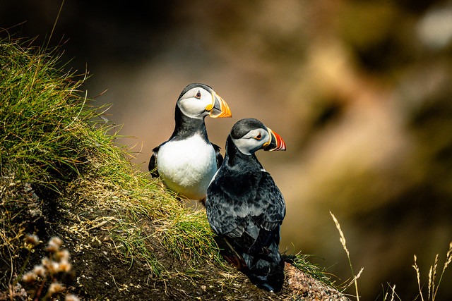 Puffin’s