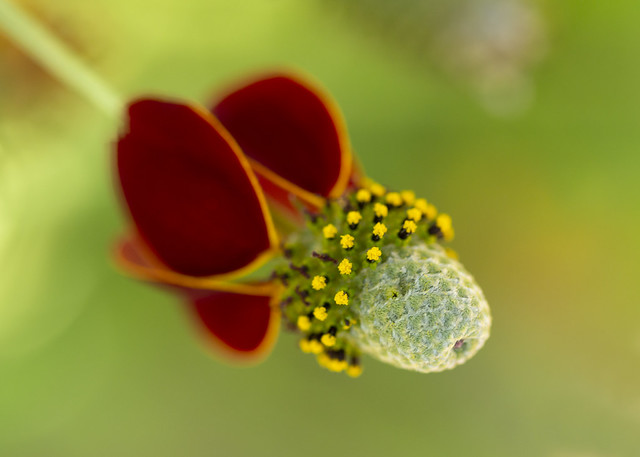 195/365 Mexican Hat Flower