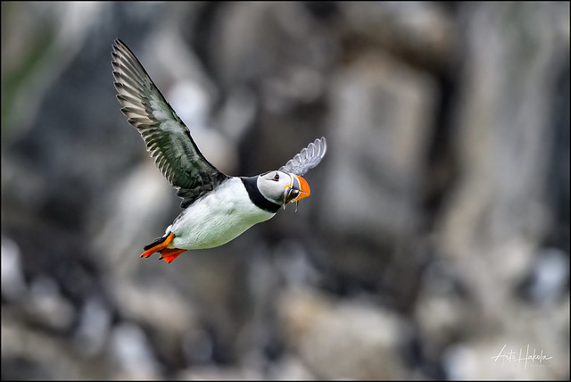 Puffin is returning home with lunch