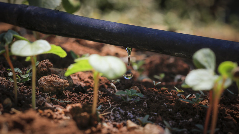 Watering tube / drip irrigation in in Bekaa, Lebanon