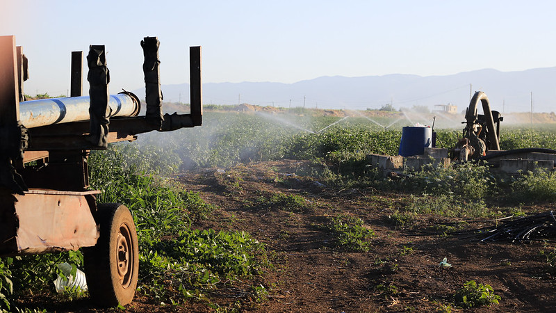 Sprinkler irrigation use in a potato field in Bekaa, Lebanon