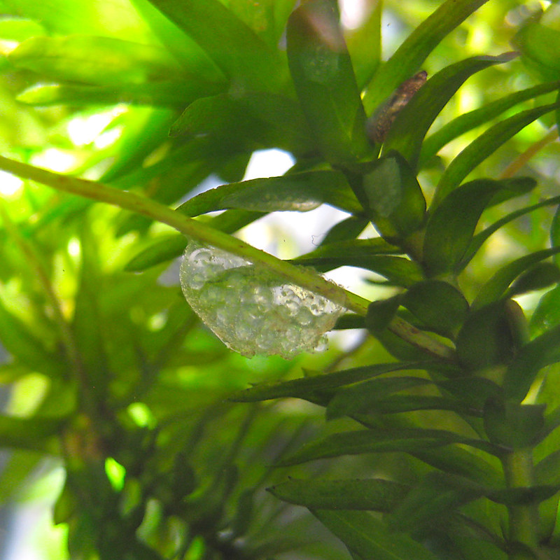 サカマキガイの卵 ビオトープ 睡蓮鉢 スネール スネイル 小さい貝 Physa acuta
