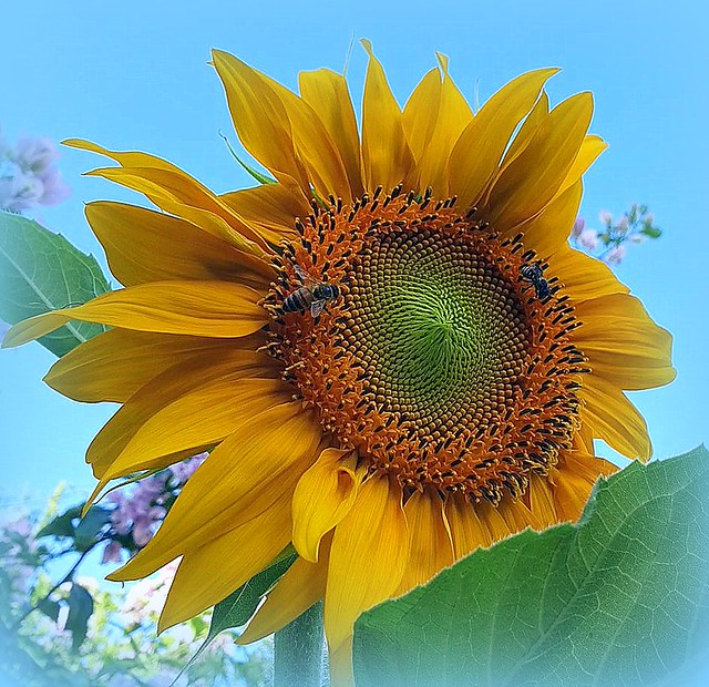 Sunflower with polinators