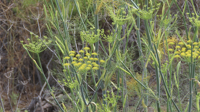 Fennel (Foeniculum vulgare, Apiaceae)