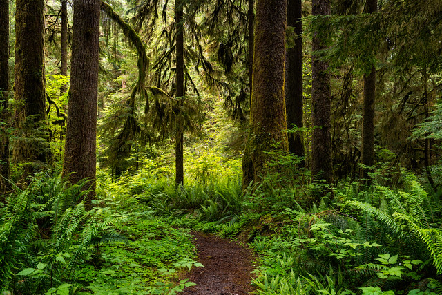 A Walk in the Rain Forest, Olympic National Park